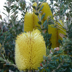 Flora and Fauna - Banksia